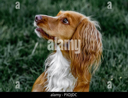Allenamento Working Cocker Spaniel gundog Foto Stock