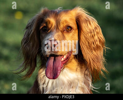Allenamento Working Cocker Spaniel gundog Foto Stock