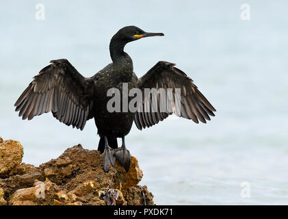 Un cormorano phalacrocorax carbo sinensis in Alicante Foto Stock