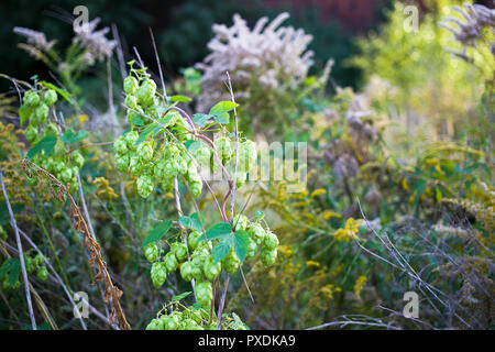 Wild bel verde il luppolo cresce attorno a fabbrica abbandonata in grande Polonia Foto Stock