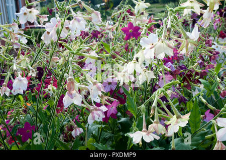 Nicotiana (pianta di tabacco) sensazione fiori misti in giardino Foto Stock