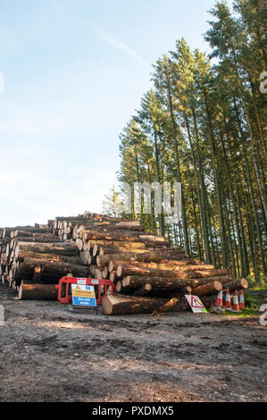 Pile di tagliare tronchi d albero dopo essere stato abbattuto a causa di pericolosi dopo un sacco di venti alti. Cartelli di avvertimento sul posto per avvisare del pericolo. Foto Stock