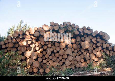 Pila di tagliare tronchi d albero dopo essere stato abbattuto a causa di pericolosi dopo un sacco di venti alti. Verranno riciclati in altri progetti all'interno del parco. Foto Stock