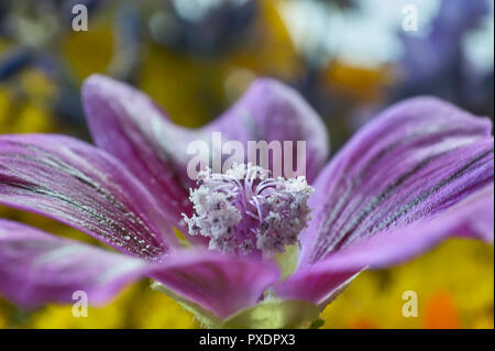 Dettaglio dei pistilli di porpora e di filamenti di un fiore viola, dettaglio e il livello di dettaglio visibile grazie alle riprese in modalità macro. Foto Stock