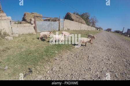 Maialini rosa nella strada del villaggio giorno di estate Foto Stock