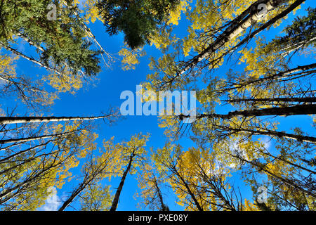 Un'immagine orizzontale guardando verso l'alto in corrispondenza della sommità della struttura di un misto di stand di alberi contro un cielo blu nelle zone rurali di Alberta in Canada Foto Stock