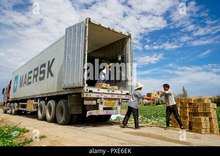 (181022) -- PECHINO, Ott. 22, 2018 (Xinhua) -- Gli agricoltori cartoni carico di raccolto di fresco Hami meloni su un contenitore carrello in Hami, a nord-ovest della Cina di Xinjiang Uygur Regione autonoma, 27 giugno 2018. La Cina del trasporto merci su strada continua espansione veloce nei primi nove mesi del 2018, il ministero dei Trasporti ha detto in una dichiarazione 20 ott. 2018. Da gennaio a settembre, la quantità di merci trasportate su strada, che occupa la parte del leone in Cina totale del trasporto merci, aumento del 7,5 per cento anno su anno di 28,64 miliardi di tonnellate. La crescita è venuto nel mezzo della Cina di costante crescita economica, che Foto Stock