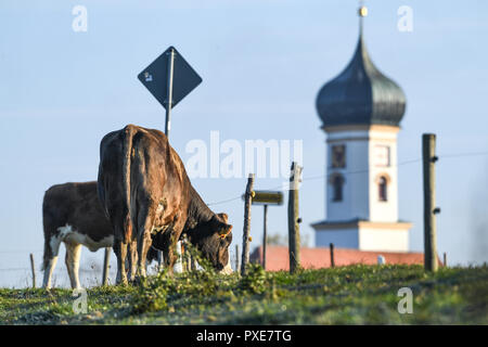 22 ottobre 2018, Baden-Wuerttemberg, Enkenhofen im Allgäu: Due bestiame pascola la mattina presto su un pascolo vicino Enkenhofen nella regione di Allgäu di Württemberg. Foto: Felix Kästle/dpa Foto Stock