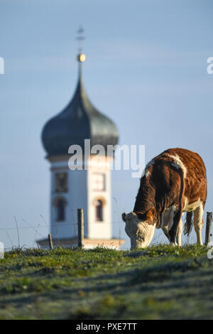 22 ottobre 2018, Baden-Wuerttemberg, Enkenhofen im Allgäu: una vacca sfiora la mattina presto su un pascolo vicino Enkenhofen nella regione di Allgäu di Württemberg. Foto: Felix Kästle/dpa Foto Stock