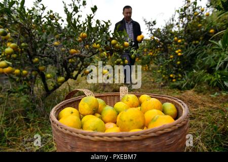 Xuan'en, la Cina della provincia di Hubei. 22 ottobre, 2018. Un agricoltore mandarini raccolti nel villaggio Yuanyi, Xuan'en County, centrale cinese della provincia di Hubei, Ottobre 22, 2018. Credito: Song Wen/Xinhua/Alamy Live News Foto Stock