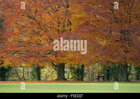 Linea di enorme diffusione di faggi visualizzazione autunno ricco di rame arancione colori - da Riverside, Ilkley Park, Ilkley, West Yorkshire, Inghilterra, Regno Unito. Foto Stock