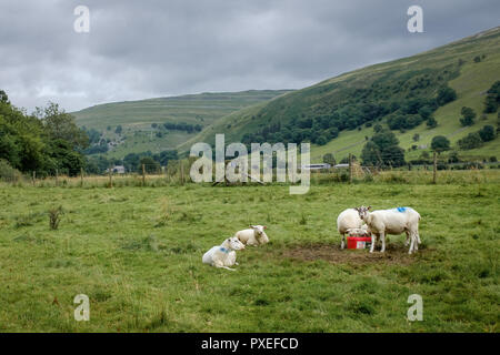 Gruppo di ovini in Yorkshire Dales, vicino Buckden, Inghilterra. Foto Stock