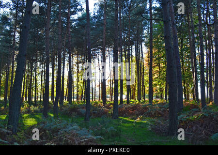 In autunno, metà ottobre 2018 presso la Knole, Sevenoaks, Kent, Inghilterra, Regno Unito. Bel tempo. Casa storica e del parco. Di proprietà di re, regine, Arcivescovi Foto Stock