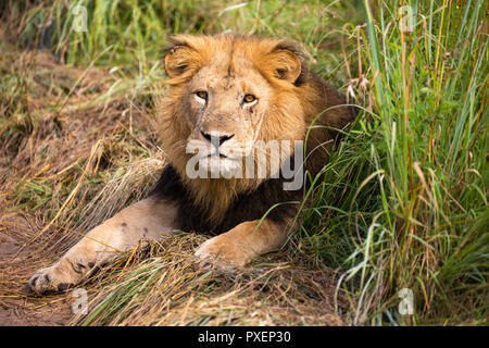 Giovane maschio leone di Queen Elizabeth National Park, Uganda Foto Stock