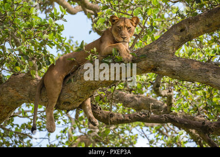 Tree-climbing leone di Queen Elizabeth National Park, Uganda Foto Stock