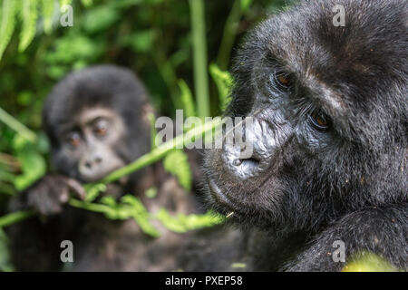 I gorilla di montagna nella foresta impenetrabile di Bwindi, Uganda Foto Stock