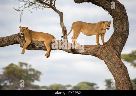Tree-climbing Lions del Parco Nazionale di Tarangire e, Tanzania Foto Stock