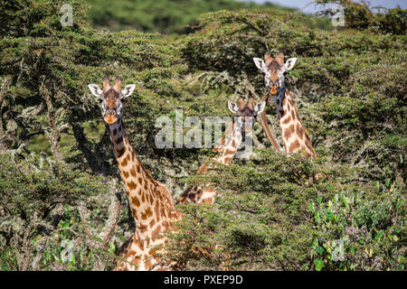 Maasai giraffe al cratere di Ngorongoro in Tanzania Foto Stock