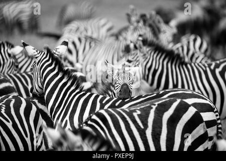 Zebra harem al cratere di Ngorongoro in Tanzania Foto Stock