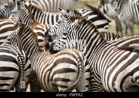 Zebra harem al cratere di Ngorongoro in Tanzania Foto Stock