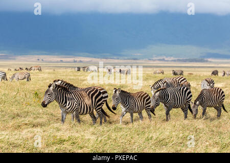 Zebre al cratere di Ngorongoro in Tanzania Foto Stock