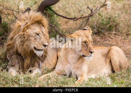 Lions nel Parco Nazionale del Serengeti, Tanzania Foto Stock