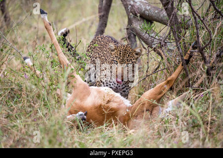 Femmina con leopard impala uccidere nel Parco Nazionale del Serengeti, Tanzania Foto Stock