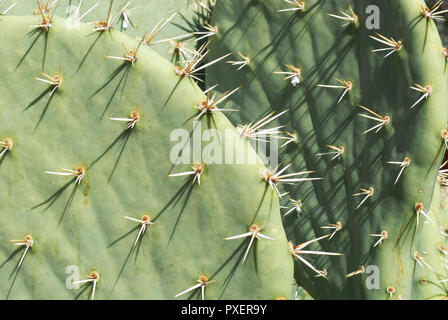 Dettaglio mostrante dorsali del ficodindia cactus comunemente trovati nel sudovest degli Stati Uniti. Foto Stock