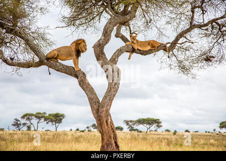 Tree-climbing Lions del Parco Nazionale di Tarangire e, Tanzania Foto Stock