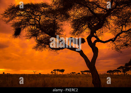 Tree-climbing Lions del Parco Nazionale di Tarangire e, Tanzania Foto Stock