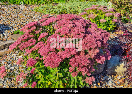 Boccola luminoso con infiorescenze rosa di succulenti fiori di Sedum close-up, lat. (Hylotelephium spectabile) - bellissima pianta ornamentale per terra da giardino Foto Stock