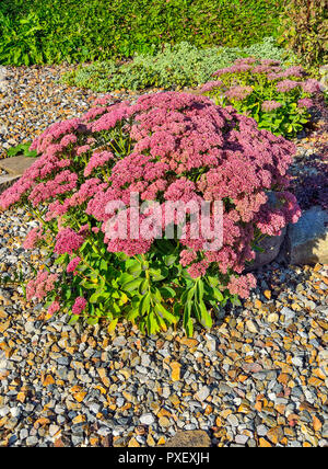 Boccola luminoso con infiorescenze rosa di succulenti fiori di Sedum close-up, lat. (Hylotelephium spectabile) - bellissima pianta ornamentale per terra da giardino Foto Stock