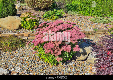 Boccola luminoso con infiorescenze rosa di succulenti fiori di Sedum close-up, lat. (Hylotelephium spectabile) - bellissima pianta ornamentale per terra da giardino Foto Stock