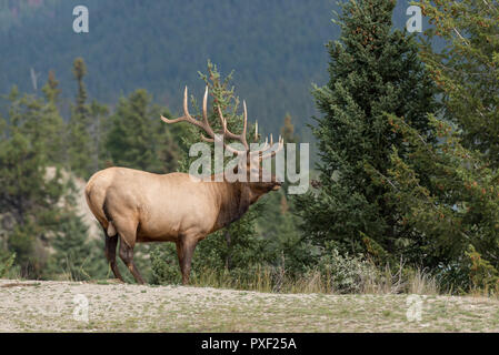 Un grande maschio elk in piedi sul bordo di una collina con alberi in background Foto Stock