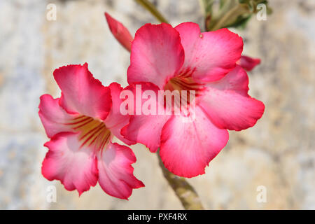 Il Deserto Rosso Fiore, adenium obesum Foto Stock