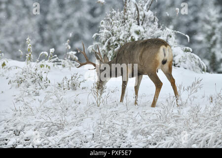 Un maschio maturo Mule Deer 'Odocoileus hemionus"; rovistando nel fresco appena caduta di neve nelle zone rurali di Alberta in Canada. Foto Stock