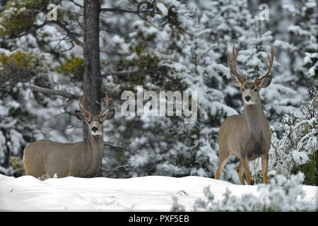 Due muli di cervo bucks 'Odocoileus hemionus', che si trova sul bordo del loro habitat forestale nella prima neve inverni nella campagna Alberta Canada. Foto Stock