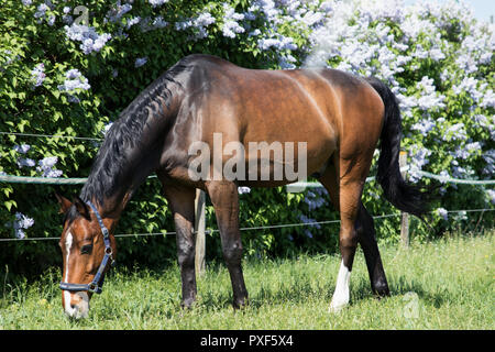 Luce brillante bay Arabian Horse pascolare nel lussureggiante verde pascolo estivo Foto Stock