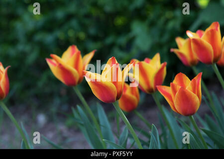 I tulipani in rosso e giallo Foto Stock