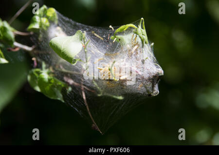 Tenda caterpillar nido su una betulla trova in Wasatch National Forest Foto Stock