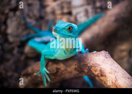 Green basilisk lizard nel giardino zoologico di close-up su di un ramo Foto Stock