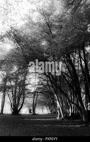 Gli alberi di faggio nella foresta di Canfaito (Marche, Italia) al tramonto con ombre lunghe Foto Stock