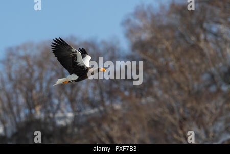 Adulto Steller dell'aquila di mare in volo. Montagna innevata sullo sfondo. Nome scientifico: Haliaeetus pelagicus. Habitat naturale. Stagione invernale. Foto Stock