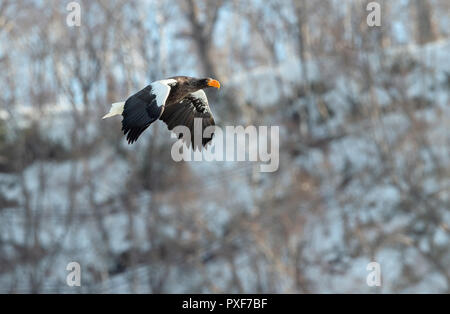 Adulto Steller dell'aquila di mare in volo. Montagna innevata sullo sfondo. Nome scientifico: Haliaeetus pelagicus. Habitat naturale. Stagione invernale. Foto Stock