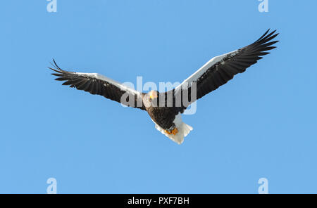 Steller dell'aquila di mare in volo. Adulto Steller dell'aquila di mare . Nome scientifico: Haliaeetus pelagicus. Cielo blu sullo sfondo. Foto Stock