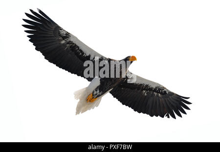 Steller dell'aquila di mare in volo. Adulto Steller dell'aquila di mare . Nome scientifico: Haliaeetus pelagicus. Isolato su sfondo bianco. Foto Stock