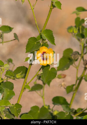 Primo piano di un fiore isolato con foglie verdi e sfondo sfocato Foto Stock