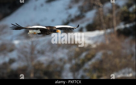 Adulto Steller dell'aquila di mare in volo. Montagna innevata sullo sfondo. Nome scientifico: Haliaeetus pelagicus. Habitat naturale. Stagione invernale. Foto Stock