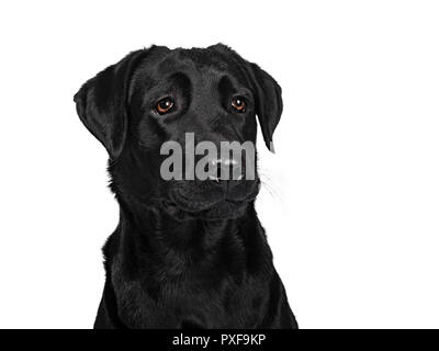 Colpo alla testa di nero profondo adulto bello cane guardando al lato con occhi marroni, isolati su sfondo bianco Foto Stock