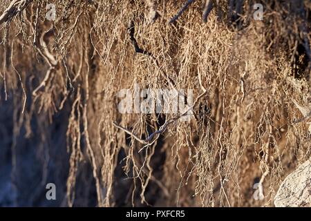 Radici sotto terra Foto Stock